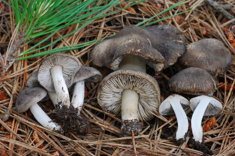 荒野维生野菜系列棕灰口蘑