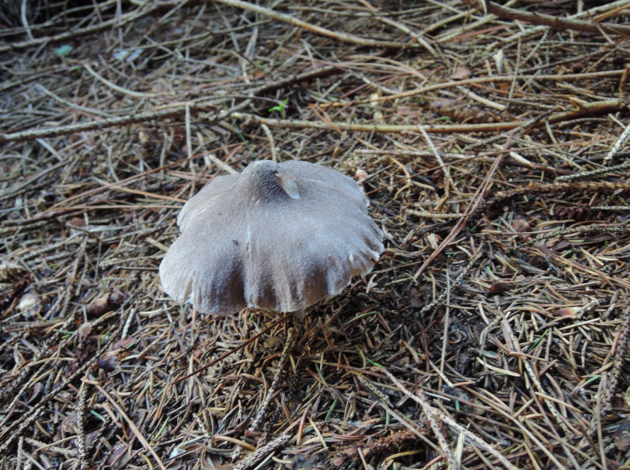 荒野维生野菜系列棕灰口蘑