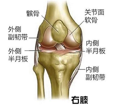 經常打籃球跑步運動膝蓋疼?一文告訴你膝關節的構造