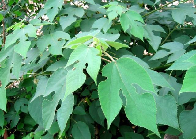 构树|一直被当作“害树”，农民看到就闹心，如今却成了致富树