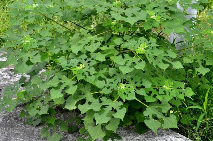 构树|一直被当作“害树”，农民看到就闹心，如今却成了致富树