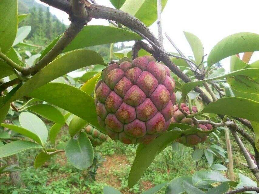 布福娜|现实版恶魔果实，过去少人知今高达百元一个，一老兵栽种年赚60万