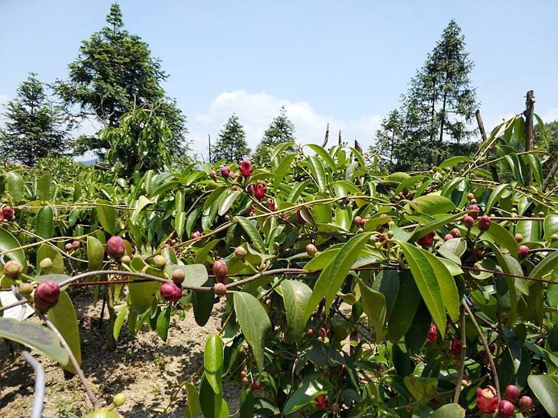 布福娜|现实版恶魔果实，过去少人知今高达百元一个，一老兵栽种年赚60万