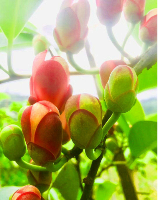 布福娜|现实版恶魔果实，过去少人知今高达百元一个，一老兵栽种年赚60万