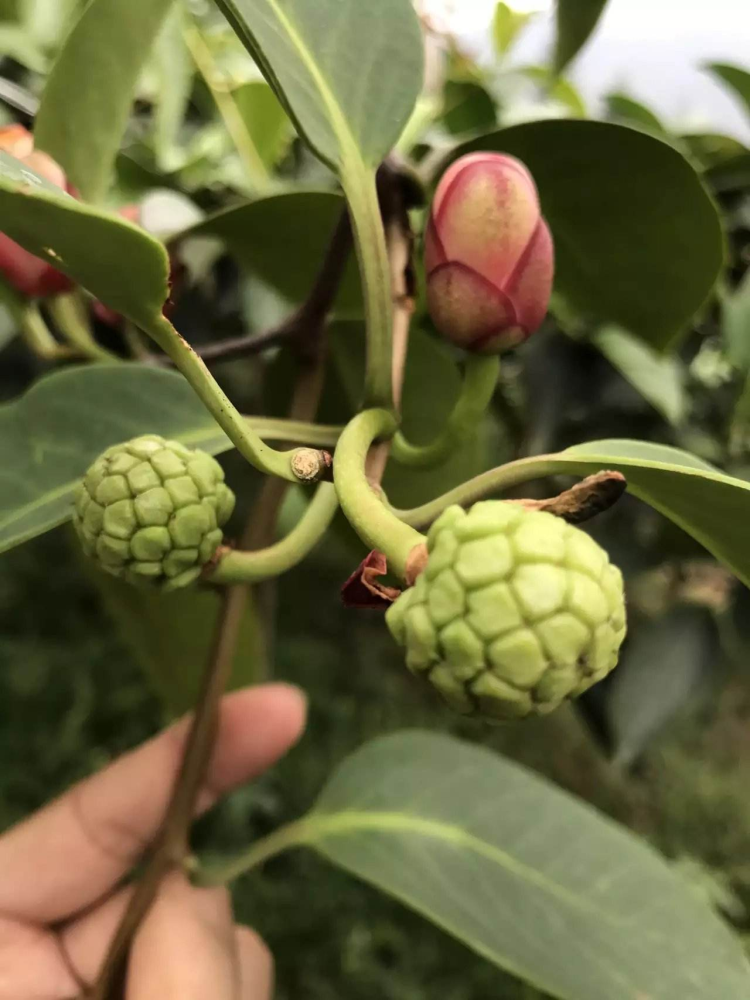 布福娜|现实版恶魔果实，过去少人知今高达百元一个，一老兵栽种年赚60万