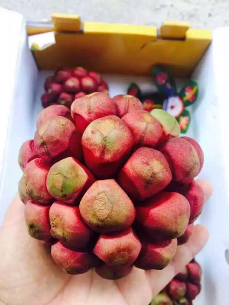 布福娜|现实版恶魔果实，过去少人知今高达百元一个，一老兵栽种年赚60万