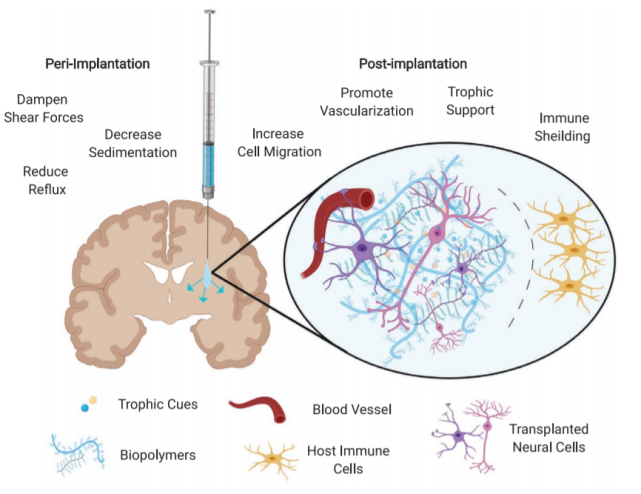 脑科学日报完整生命周期中的全脑突触图谱刻意微笑会快乐吗