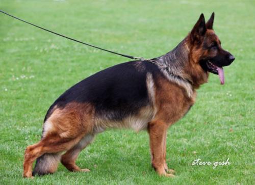 浅谈一代狼王 杜克斯·因特卡尼娜_腾讯新闻