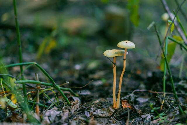 小森林|北京自驾过七夕，京北有个浪漫日系小森林