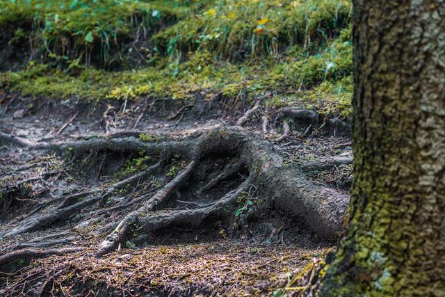 小森林|北京自驾过七夕，京北有个浪漫日系小森林
