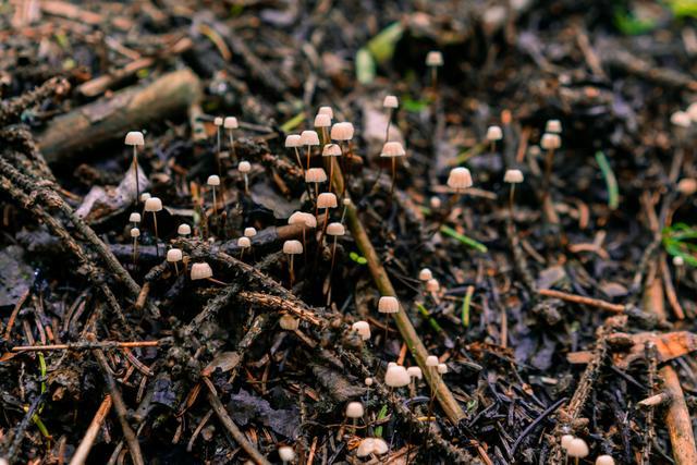 小森林|北京自驾过七夕，京北有个浪漫日系小森林