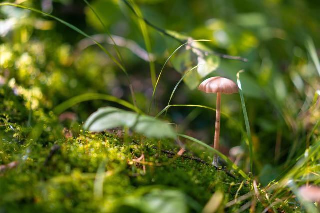 小森林|北京自驾过七夕，京北有个浪漫日系小森林