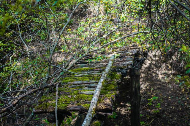 小森林|北京自驾过七夕，京北有个浪漫日系小森林