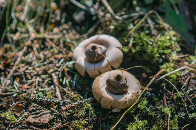 小森林|北京自驾过七夕，京北有个浪漫日系小森林