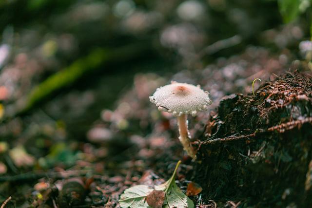 小森林|北京自驾过七夕，京北有个浪漫日系小森林
