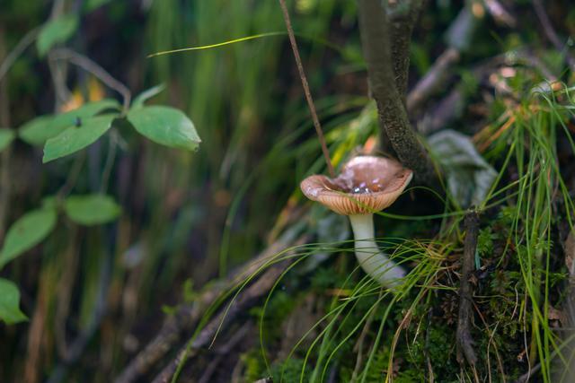 小森林|北京自驾过七夕，京北有个浪漫日系小森林