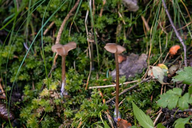 小森林|北京自驾过七夕，京北有个浪漫日系小森林
