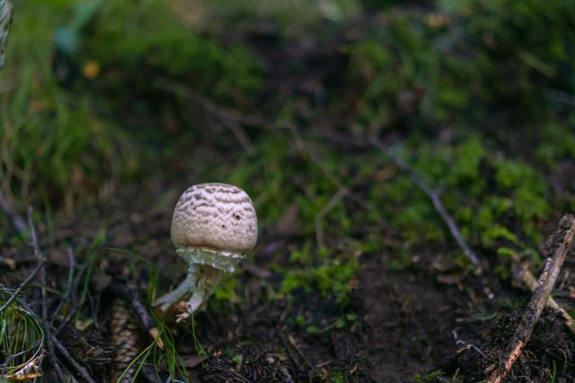 小森林|北京自驾过七夕，京北有个浪漫日系小森林