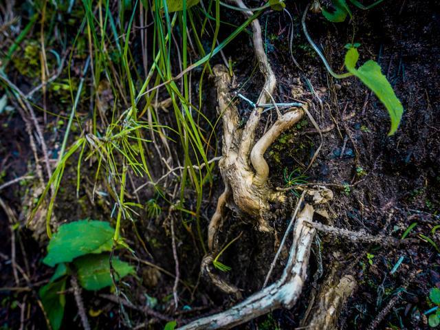 小森林|北京自驾过七夕，京北有个浪漫日系小森林