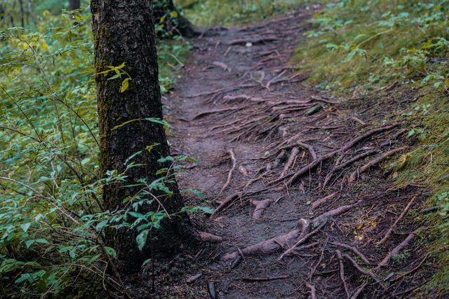 小森林|北京自驾过七夕，京北有个浪漫日系小森林