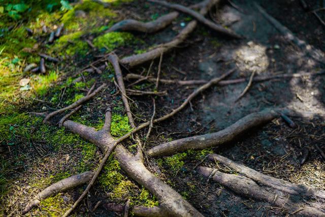 小森林|北京自驾过七夕，京北有个浪漫日系小森林