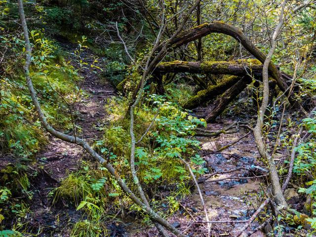 小森林|北京自驾过七夕，京北有个浪漫日系小森林
