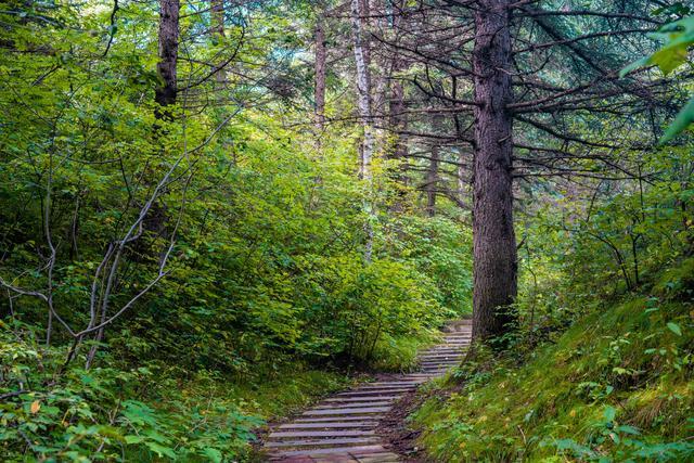 小森林|北京自驾过七夕，京北有个浪漫日系小森林