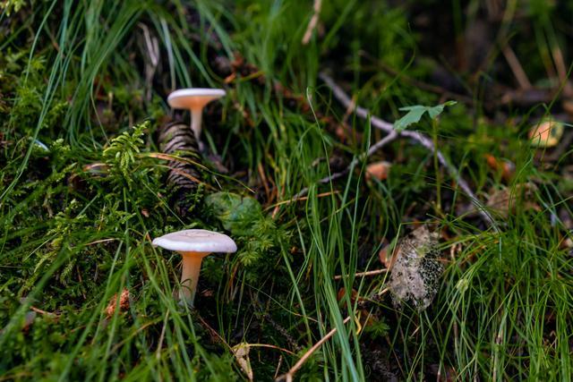 小森林|北京自驾过七夕，京北有个浪漫日系小森林