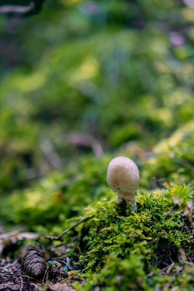 小森林|北京自驾过七夕，京北有个浪漫日系小森林