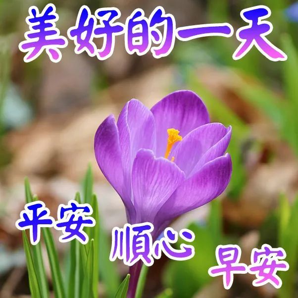 早上好问候语温馨早晨问候语带图片