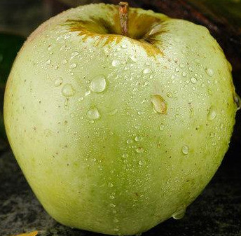 国光苹果|12个“退出江湖”的冷门苹果品种，你希望哪一个能重出江湖？