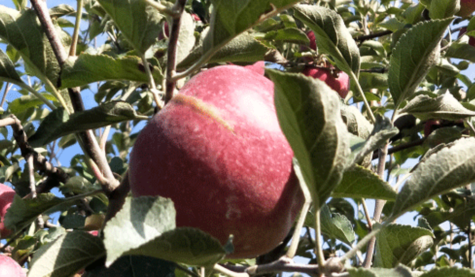 国光苹果|12个“退出江湖”的冷门苹果品种，你希望哪一个能重出江湖？