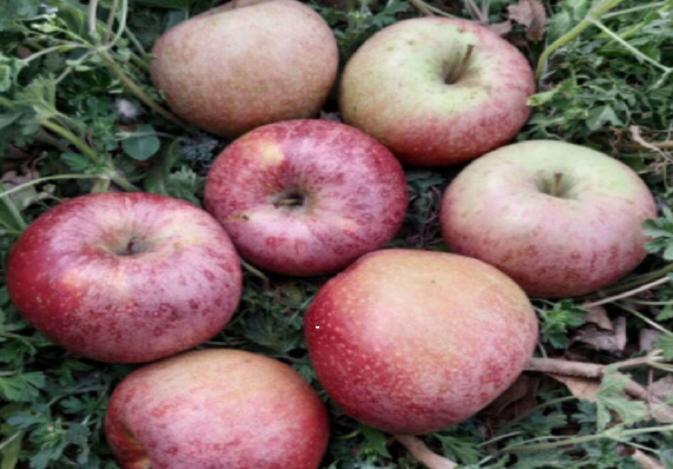 国光苹果|12个“退出江湖”的冷门苹果品种，你希望哪一个能重出江湖？