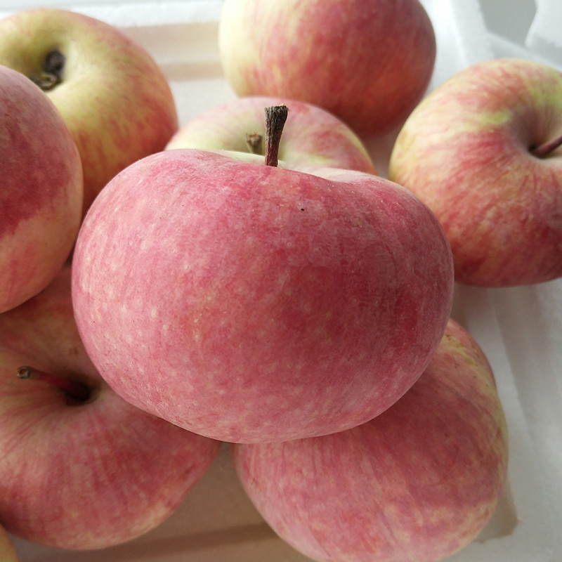 国光苹果|12个“退出江湖”的冷门苹果品种，你希望哪一个能重出江湖？