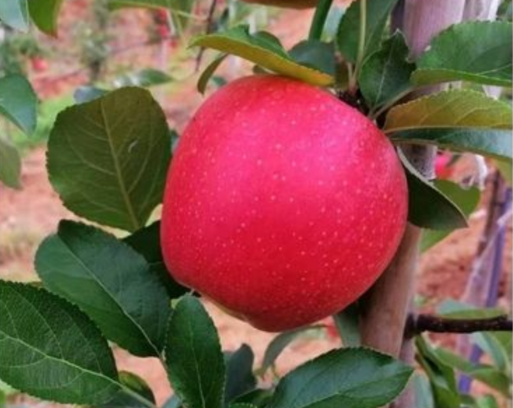 国光苹果|12个“退出江湖”的冷门苹果品种，你希望哪一个能重出江湖？