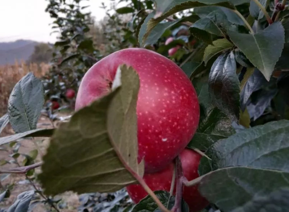 国光苹果|12个“退出江湖”的冷门苹果品种，你希望哪一个能重出江湖？