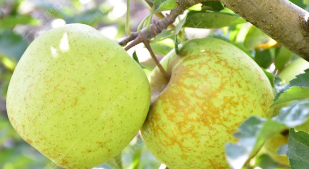 国光苹果|12个“退出江湖”的冷门苹果品种，你希望哪一个能重出江湖？