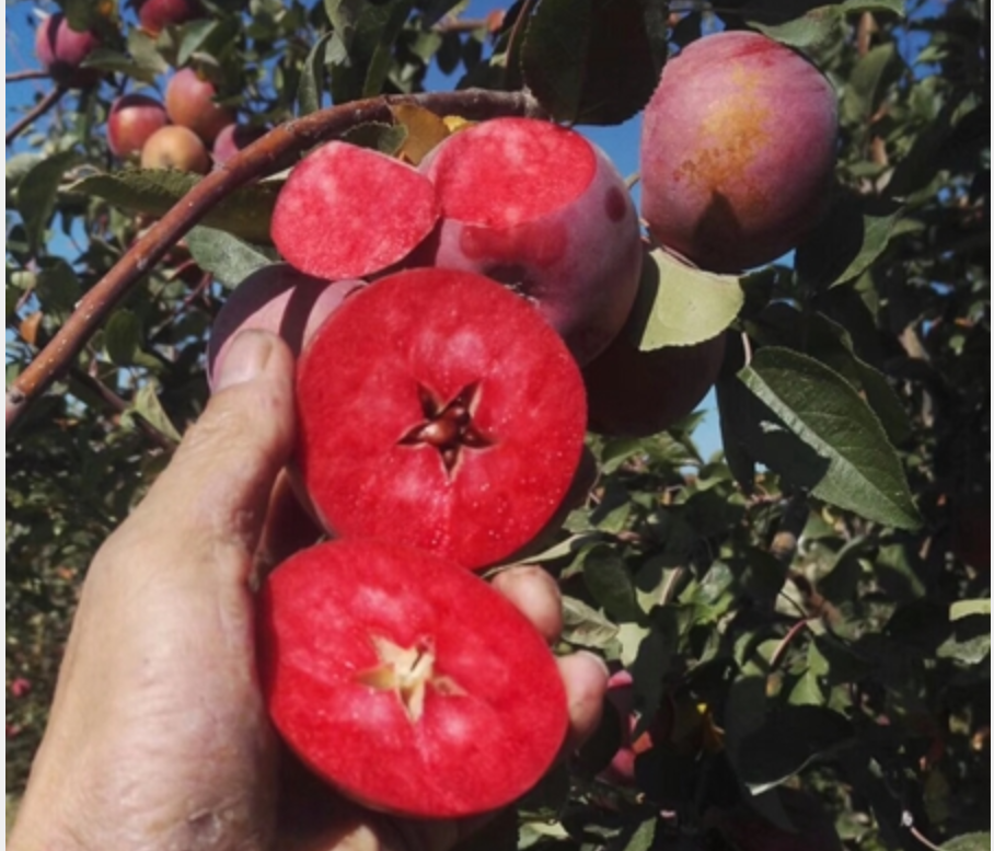 国光苹果|12个“退出江湖”的冷门苹果品种，你希望哪一个能重出江湖？