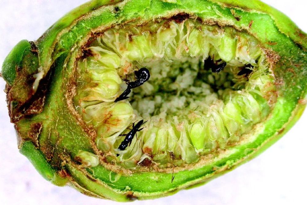 榕小蜂|从青梅竹马，到两个物种、四位家长共同组建的家庭