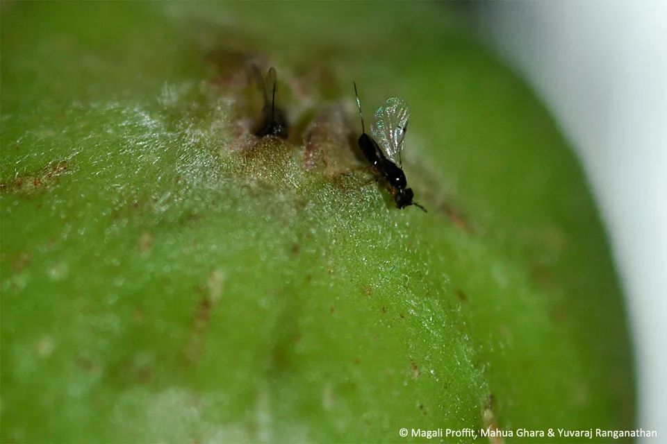 榕小蜂|从青梅竹马，到两个物种、四位家长共同组建的家庭