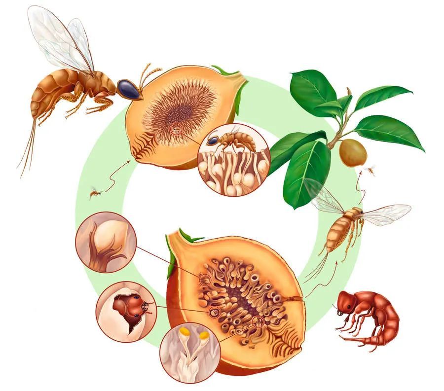 榕小蜂|从青梅竹马，到两个物种、四位家长共同组建的家庭
