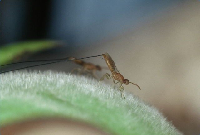 榕小蜂|从青梅竹马，到两个物种、四位家长共同组建的家庭