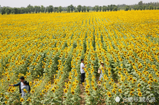 去煤城神木看花海 绿油油的草原上花海连绵 没想到那么美