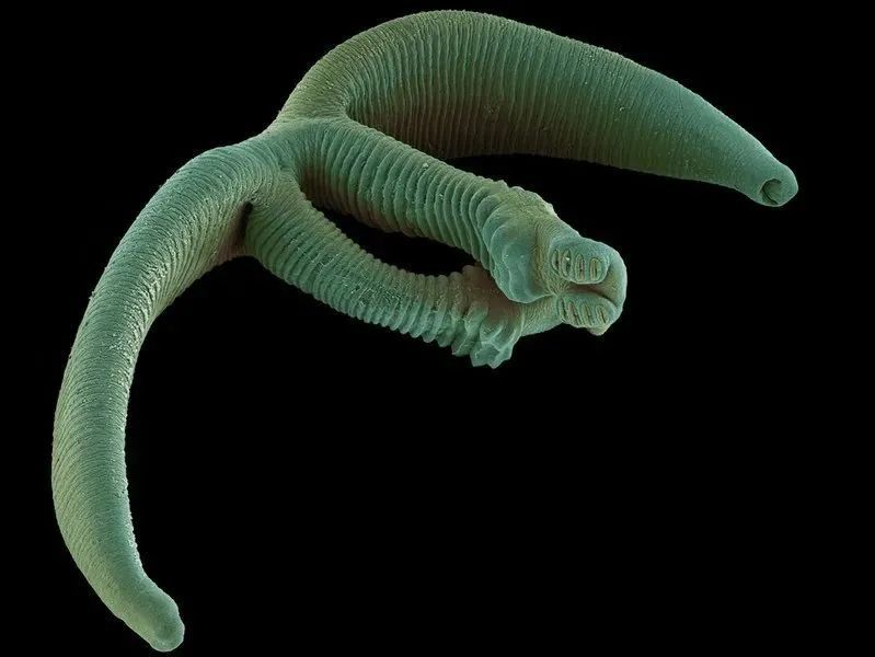 并不,完全一夫一妻制的动物,是一类寄生虫,它们叫做双身虫(diplozoid