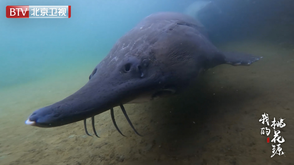 我的桃花源|提升后疫情旅游发展，《我的桃花源》打开“种草”新方式