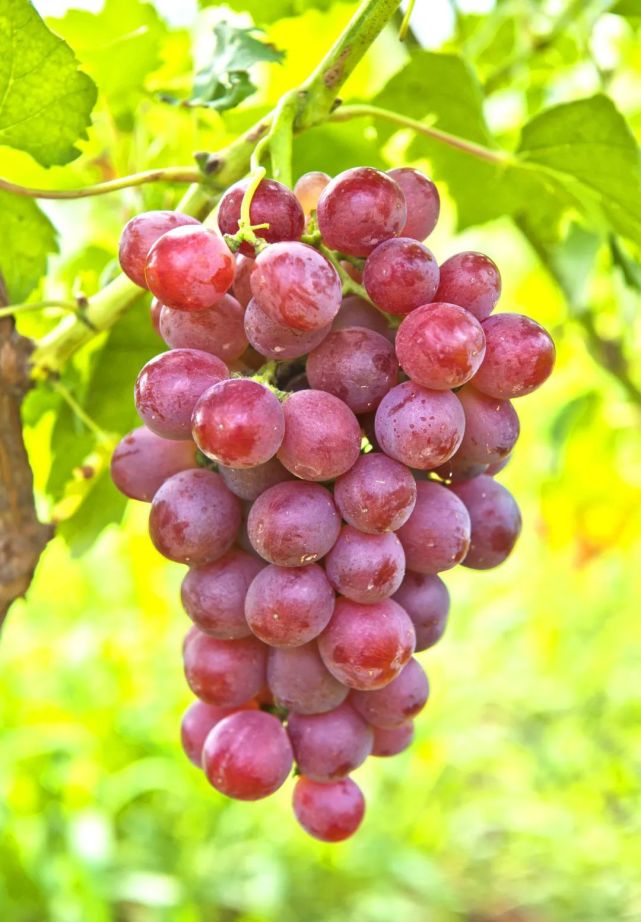 瑞都红玉平均单穗重404.7g,果肉较脆,硬,酸甜多汁.