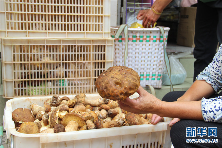 云南永胜野生菌交易红火