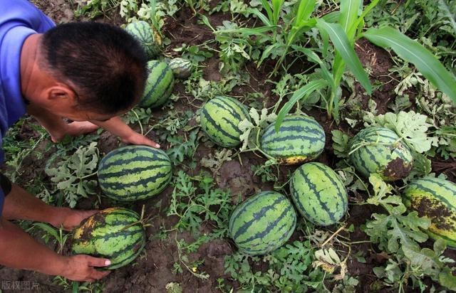 西瓜|又一农产品滞销，一毛一斤卖不出去，原因到底出在哪？
