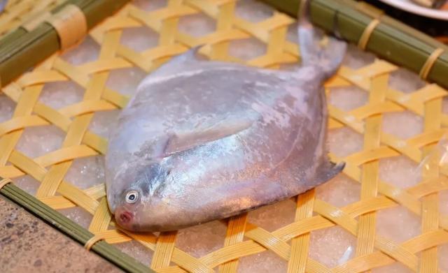 銀鯧魚的美味做法能吃的水中貴族怎麼燒都是透骨新鮮