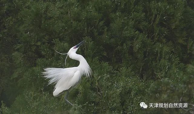 爱鸟护鸟系列之四 白鹭